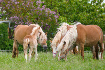 a herd of beautiful Haflinger horses, mares with their cute faols