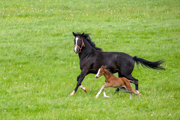 a pretty young chestnut foal is running in the meadow with its dark brown mother