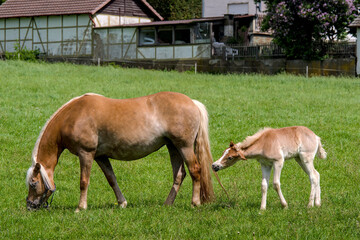 a pretty young Haflinger foal with its mother
