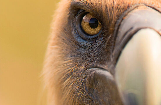 close-up of the eye of a griffon vulture, Gyps fulvus