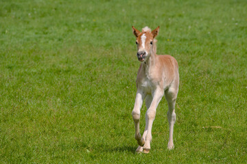 a pretty young Haflinger foal is running in the meadow