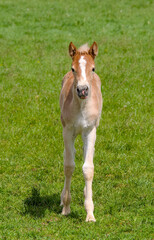 a pretty young Haflinger foal is running in the meadow