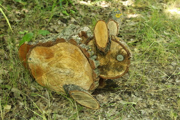 A couple of brown and black fish lying on the ground