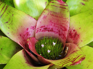 Bromeliad Tropical plant in a Florida garden
