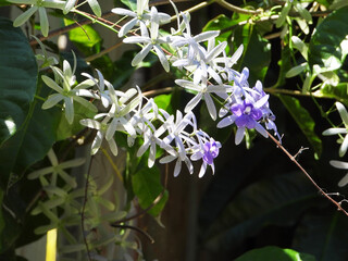A tropical flowering plant Petrea Volubilis, named the purple wreath