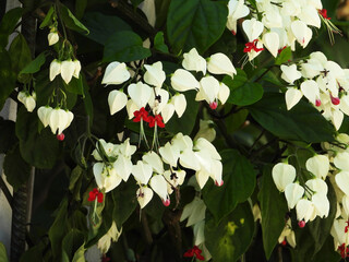 Bleeding Heart Trellis Red and White Tropical Flowers of Florida