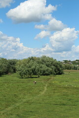 A grassy field with trees and a blue sky