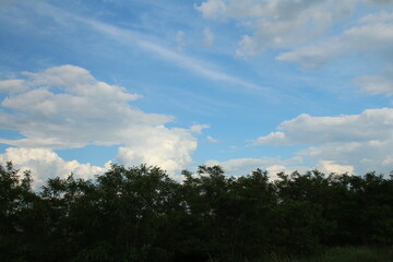 A group of trees with blue sky and clouds
