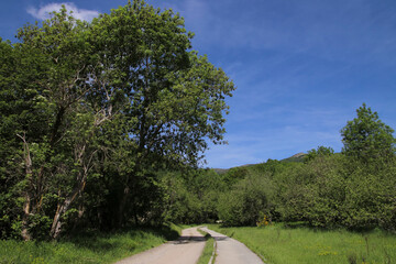 Un camino rural en la montaña en primavera con árboles verdes