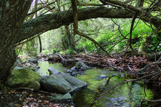 Unos troncos ca&iacute;dos sobre un r&iacute;o en la monta&ntilde;a