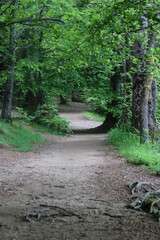 Un camino frondoso en un bosque verde