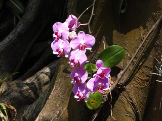 Beautiful pink and purple orchid flowers are found in the botanical gardens.