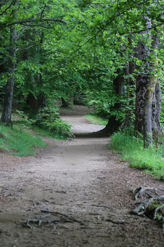 Un camino frondoso en un bosque verde