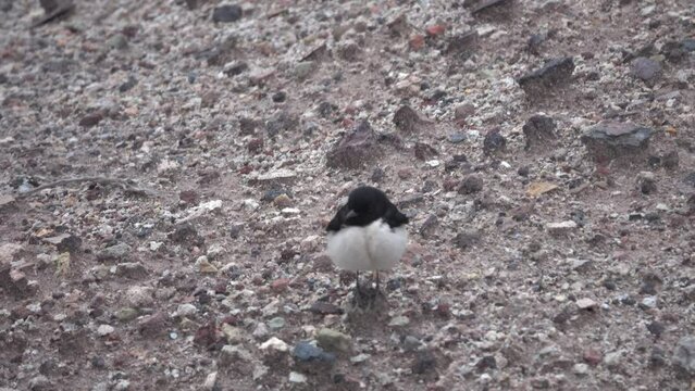 Hume's wheatear (Oenanthe albonigra, male) in the rubble desert. Hormuz isl., January