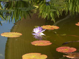 A Blue Water Lily flower at the Botanical Gardens