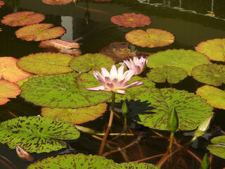 A pink Lotus water lily flower at the pond.