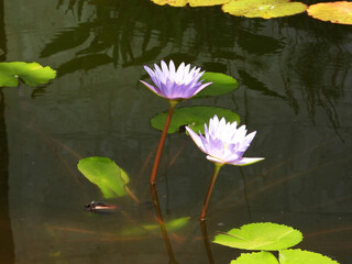 A Blue Water Lily flower at the Botanical Gardens
