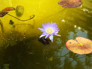A blue water lily at the Botanical Gardens