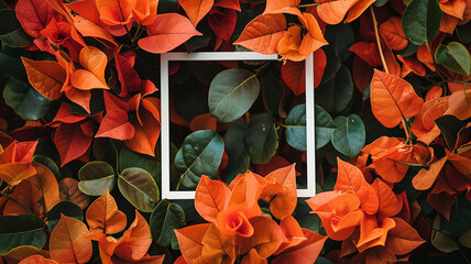 orange flowers bougainvillea with white frame copy space 