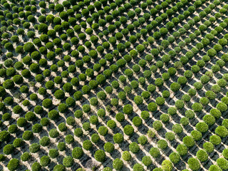 Obraz premium view of rows of green trees in field