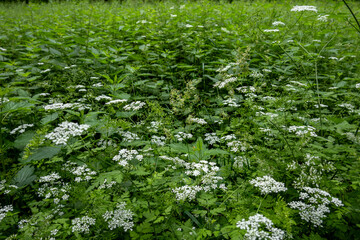White Tiny Flowers In The Grass. Wild Garden. Green Filed in the Forest. Nettles In The Background. Clearing In The Forest Thick With Brush.