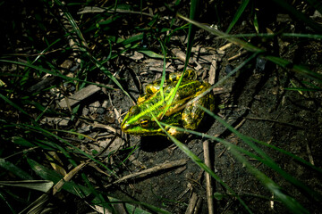 A beautiful green frog sits in the grass on the shore of a lake