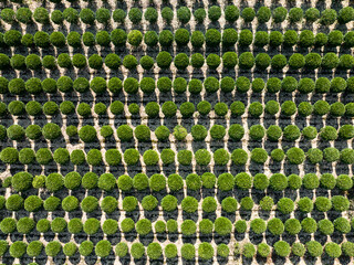 Fototapeta premium view of rows of green trees in field
