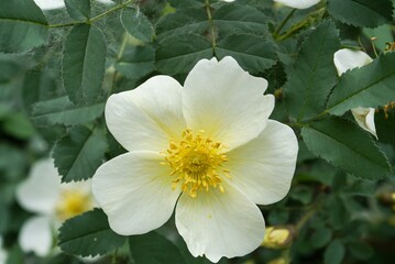 rosehip flowers, late May