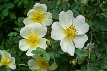 rosehip flowers, late May