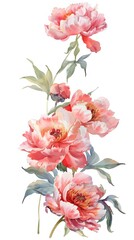 Peony, Watercolor Floral Border, watercolor illustration, isolated on white background