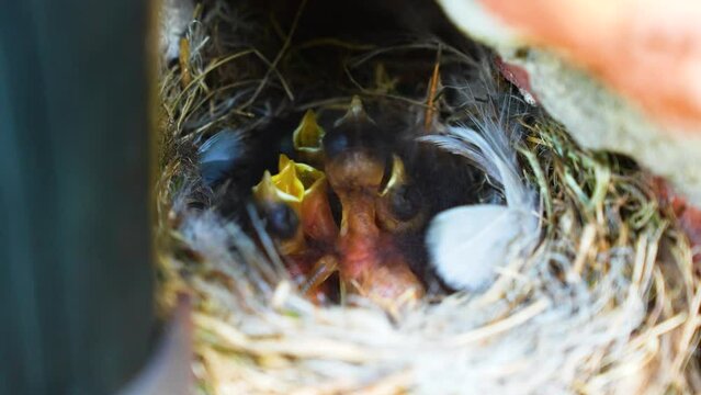 Little Chicks in the Nest