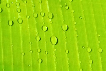 sparkling summer dewdrop on a lush green leaf macro. Macro photo of a water droplet on a leaf....