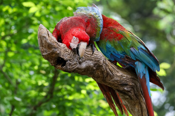 Close up head the red macaw parrot bird in garden