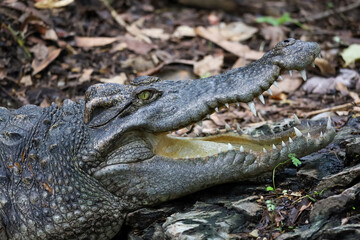 Close up crocodile is action show head in garden