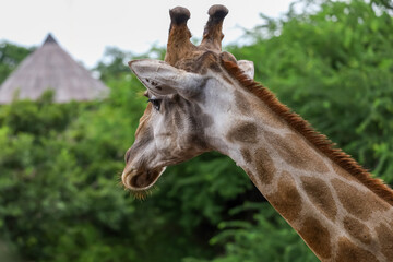 Close up  head giraffe in the garden