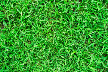 Green grass background texture. Small green leaves texture background. Clean environment. Ornamental plant in the garden. Eco wall. Organic natural background.