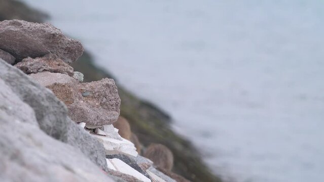 Grey mongooses (Urva edwardsii, pair) in Hormuz Island, Erosed volcanic rock on the shore of the Strait of Hormuz. Iran