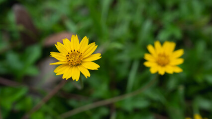 Close up of yellow meadow or daisy with dark green background with copy space, concept of yellow flower or flora, bouquet, blooming gardening season, botanical wallpaper, pretty and cute, romantic.