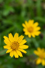Close up of yellow meadow or daisy with dark green background with copy space, concept of yellow flower or flora, bouquet, blooming gardening season, botanical wallpaper, pretty and cute, romantic.