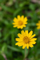 Close up of yellow meadow or daisy with dark green background with copy space, concept of yellow flower or flora, bouquet, blooming gardening season, botanical wallpaper, pretty and cute, romantic.