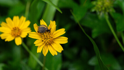 Close up of snail on yellow meadow or daisy with dark green background with copy space, concept of yellow flower or flora, bouquet, blooming gardening season, botanical wallpaper, pretty and cute.