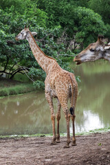 The giraff in the garden at nature sawana grass