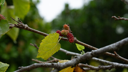 Close up of fresh mulberry from the branches. Concept of organic growing farm, Ecoturism and agrotourism. A vegetrian agriculture. Non-chemical plantation. A fresh and healthy product