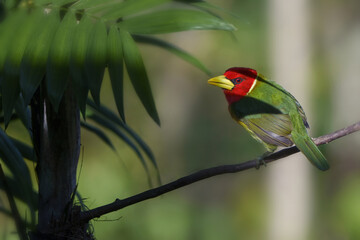Red Headed Barbet is hiding under Shade
