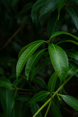 Green leaves pattern abstract background. evergreen leaves with wallpaper copy space. Dark tone color in the Tropical forest environment. Concept of Natural, ecology, botanical, foliage and biology.