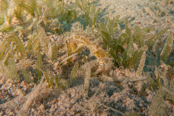 Sea Horse in the Red Sea Colorful and beautiful, Eilat Israel
