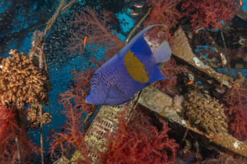 Fish swimming in the Red Sea, colorful fish, Eilat Israel
