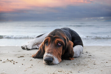 basset hound on the beach