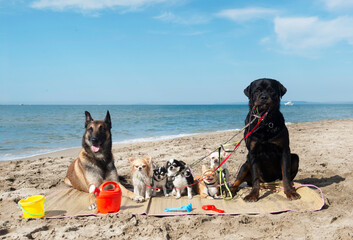 Fototapete bei efototapeten.de bestellen   