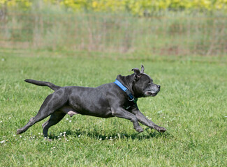 staffordshire bull terrier training